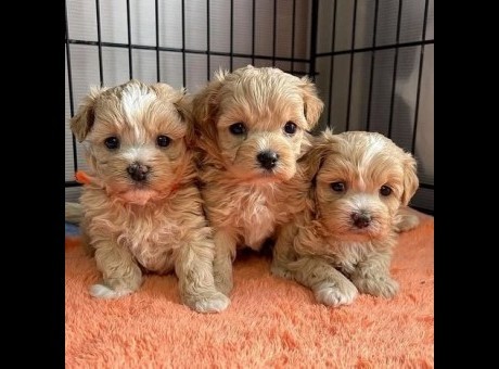 whatsapp image 2026-03-18 at 12.13.03 pm-1.jpeg